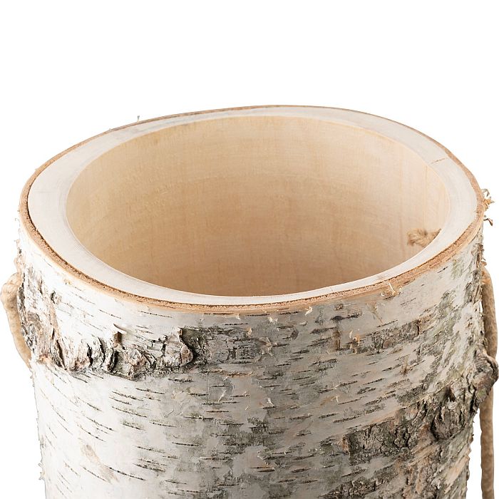Holzurne Baumstamm Birke