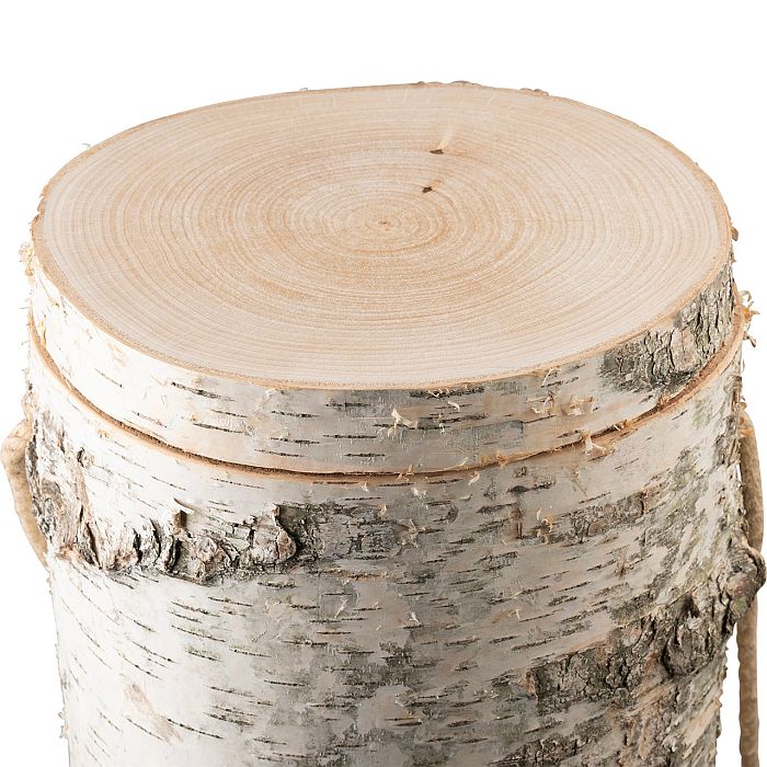 Holzurne Baumstamm Birke